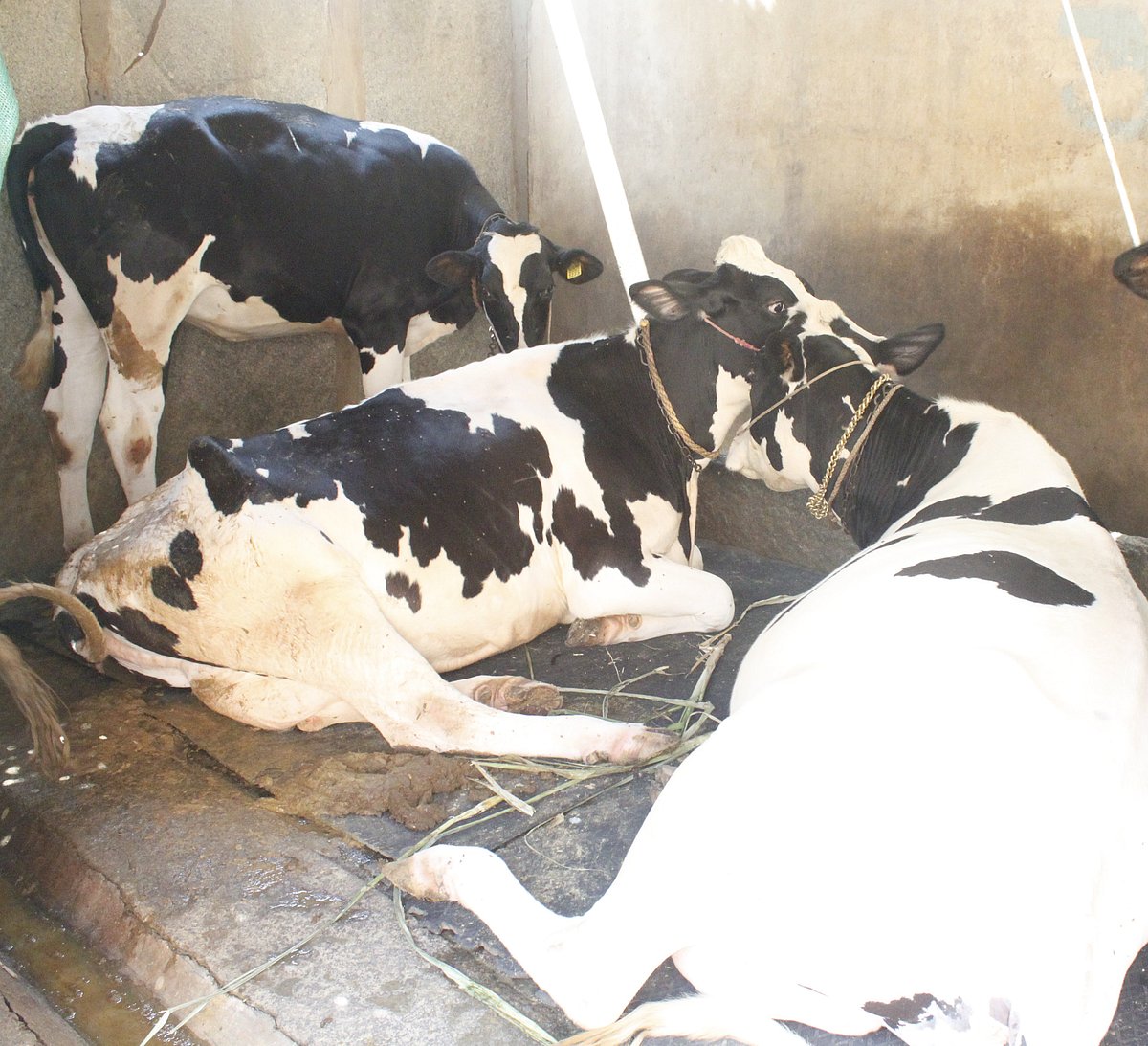 ಕೋಲಾರ: ಇನ್ನೂ ಆರಂಭವಾಗದ ಮೇವು ಬ್ಯಾಂಕ್‌