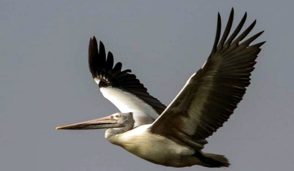 World Migratory Bird Day | ವಲಸೆ ಬಾನಾಡಿಗಳಿಗೆ ತಲ್ಲಣ ಸೃಷ್ಟಿಸಿದ ಬರ