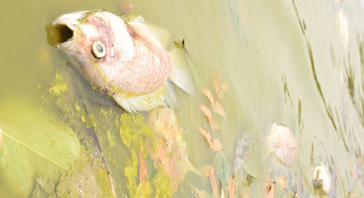 ಯಾದಗಿರಿ | ಅತಿಯಾದ ತಾಪಮಾನ; ಮೀನುಗಳ ಮಾರಣ ಹೋಮ