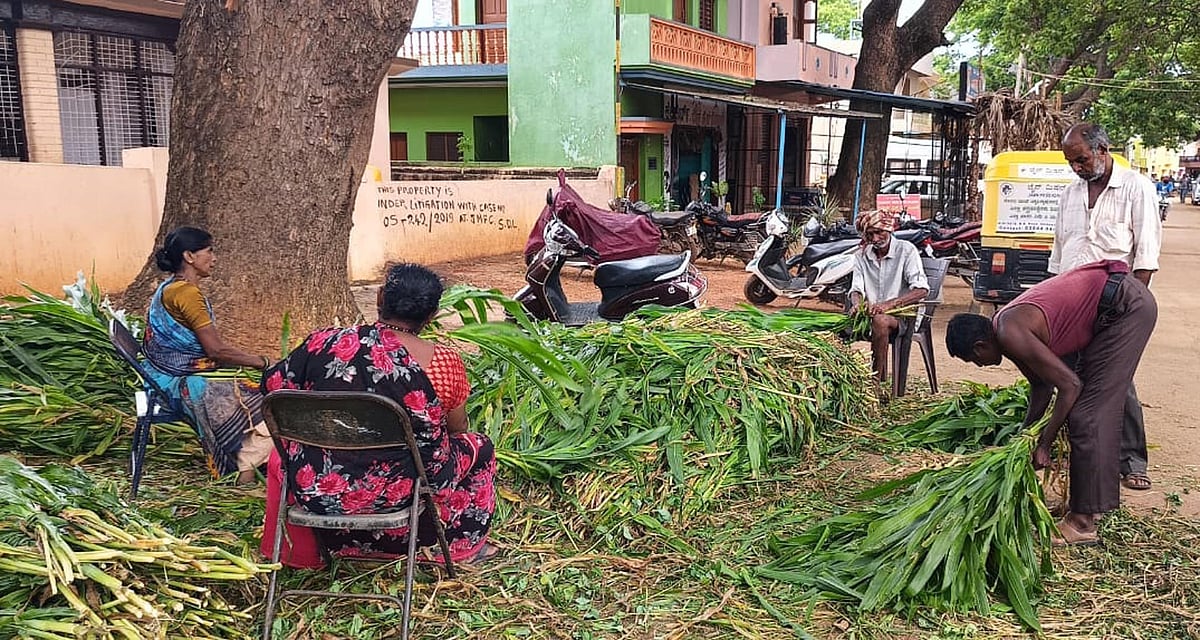 ಶಿಡ್ಲಘಟ್ಟ | ಹಸಿ, ಒಣ ಮೇವು ಕೊರತೆ: ಪಶು ಆಹಾರ ಬೆಲೆ ಗಗನಕ್ಕೆ