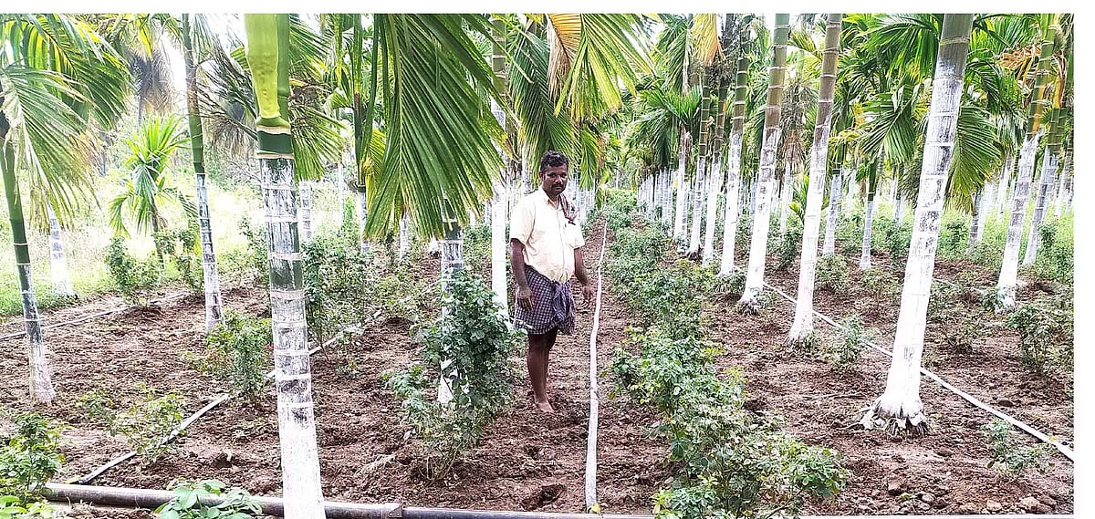 ದಾವಣಗೆರೆ: ಬಿರು ಬೇಸಿಗೆಯಲ್ಲಿ ಬಟನ್ ರೋಸ್ ಬೆಳೆದ ರೈತ