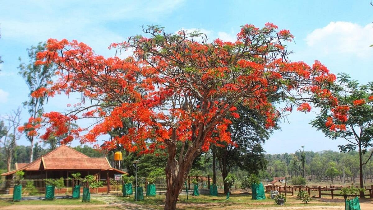 ಮಡಿಕೇರಿ: ರಸ್ತೆ ಬದಿಗಳಲ್ಲಿ ಗುಲ್‌ಮೊಹರ್ ರಂಗು