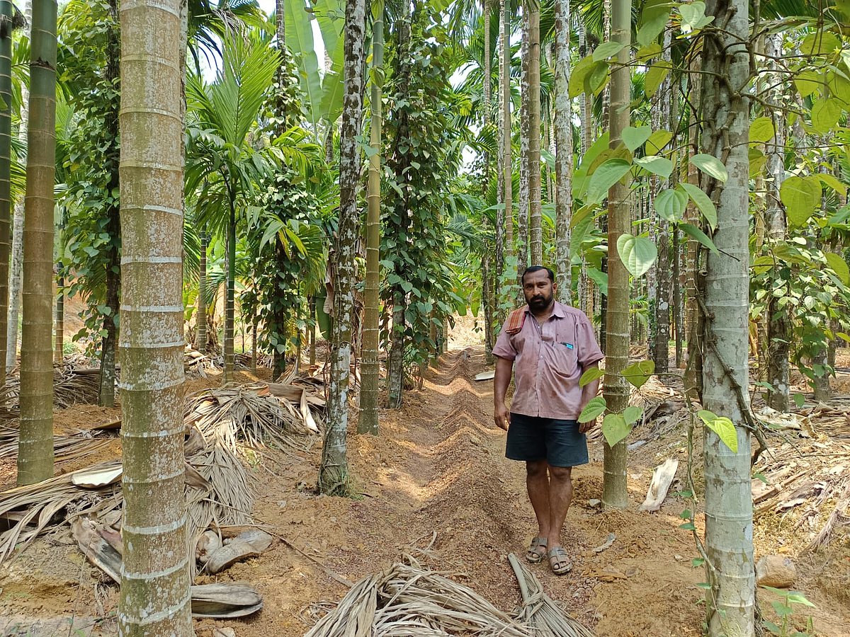 ಕೃಷಿ–ಖುಷಿ: ತೋಟಕ್ಕೆ ಮರುಜೀವ ನೀಡಿದ ಅಂತರ್ಗತ ಕಾಲುವೆ