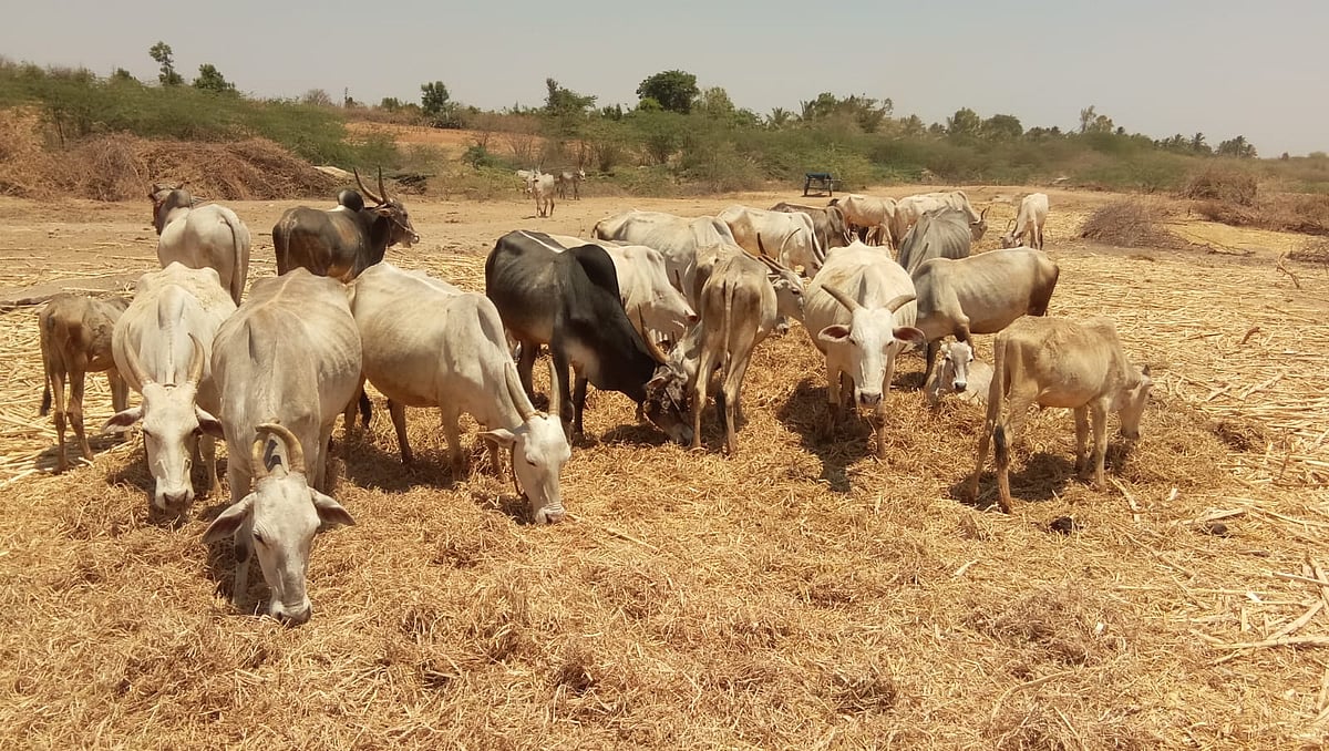 ಚಿಕ್ಕಬಳ್ಳಾಪುರ: ಹೋಬಳಿಗೊಂದು ಮೇವು ಬ್ಯಾಂಕ್‌ಗೆ ಚಿಂತನೆ
