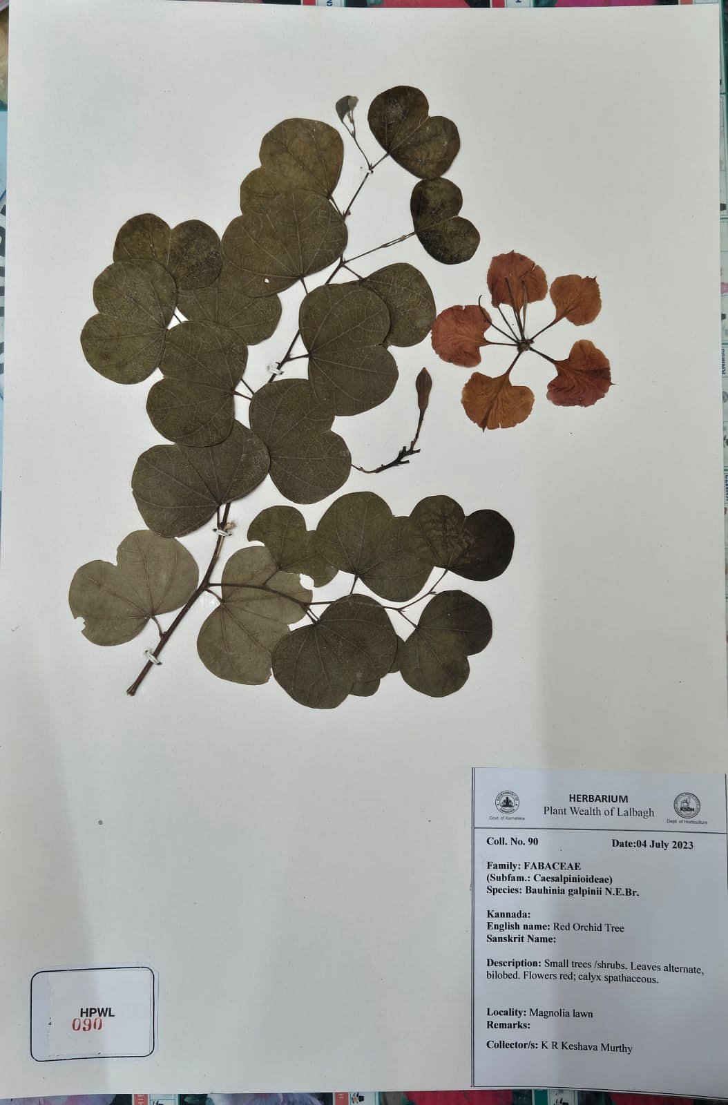 ಲಾಲ್‌ಬಾಗ್‌: ಸಸ್ಯಗಳ ಮಾಹಿತಿಗೆ ಡಿಜಿಟಲ್ ರೂಪ