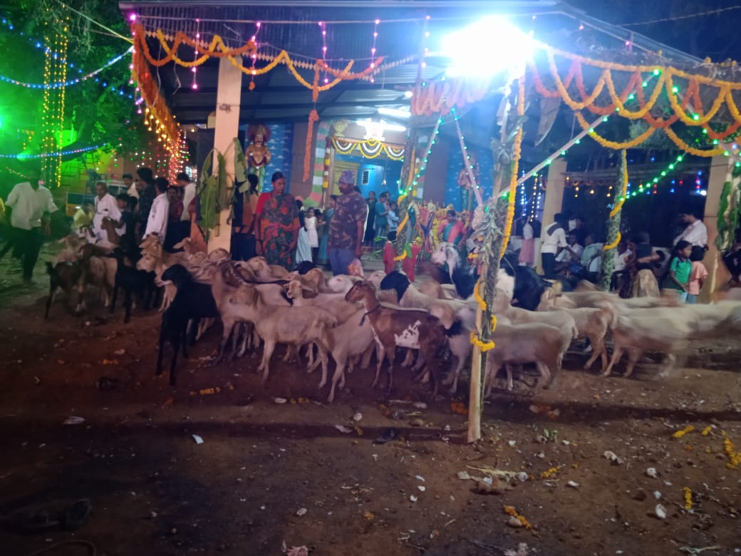 ಭೂತಪ್ಪಸ್ವಾಮಿ ದೇವಸ್ಥಾನದ ಸುತ್ತಲು ಕುರಿ ಮೇಕೆಗಳನ್ನು ಪ್ರದಕ್ಷಿಣೆ ಹಾಕಿಸಲಾಯಿತು