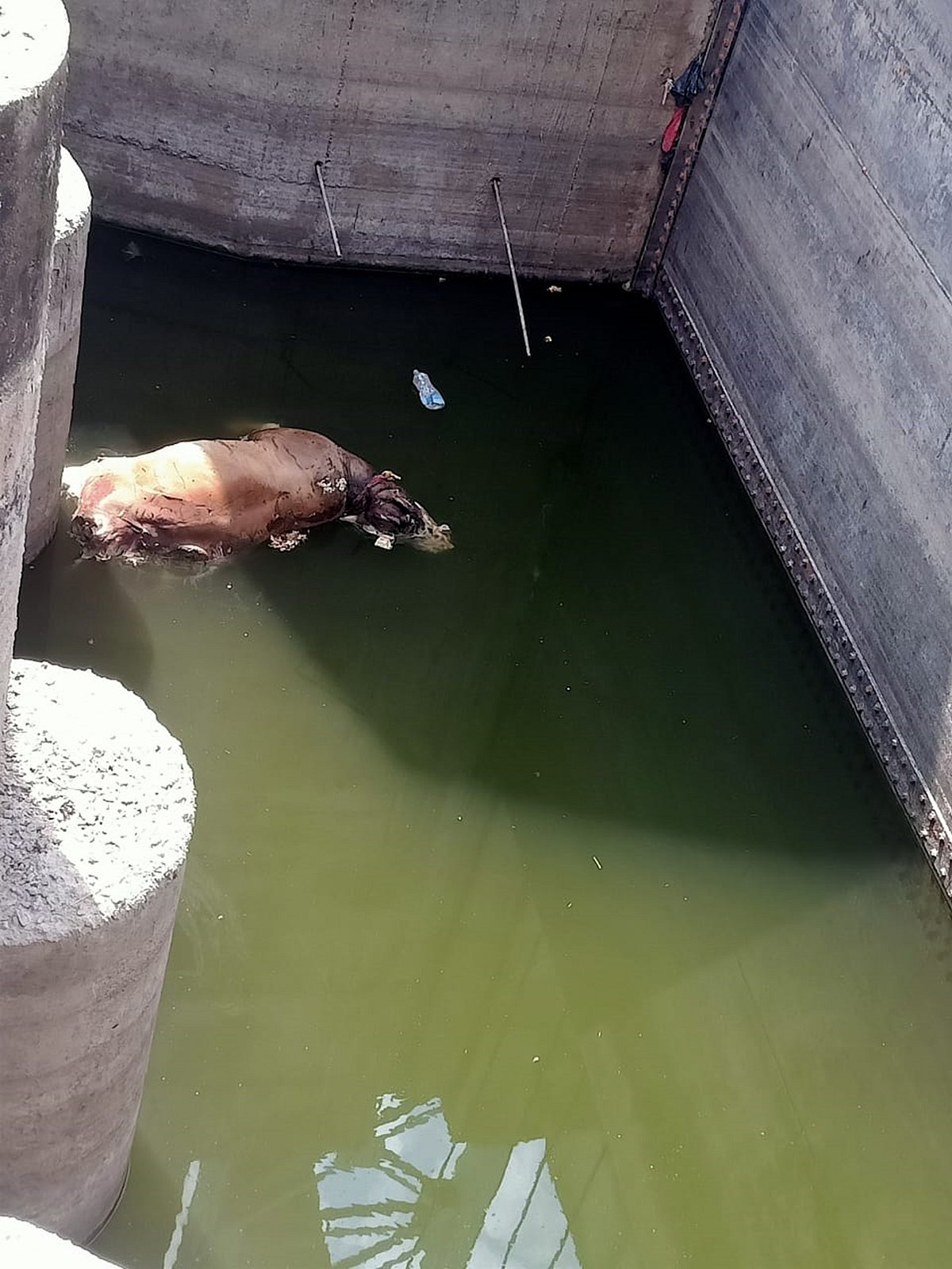 ವಡಗೇರಾ: ಮೊಸಳೆ ದಾಳಿಗೆ ಆಕಳು ಬಲಿ
