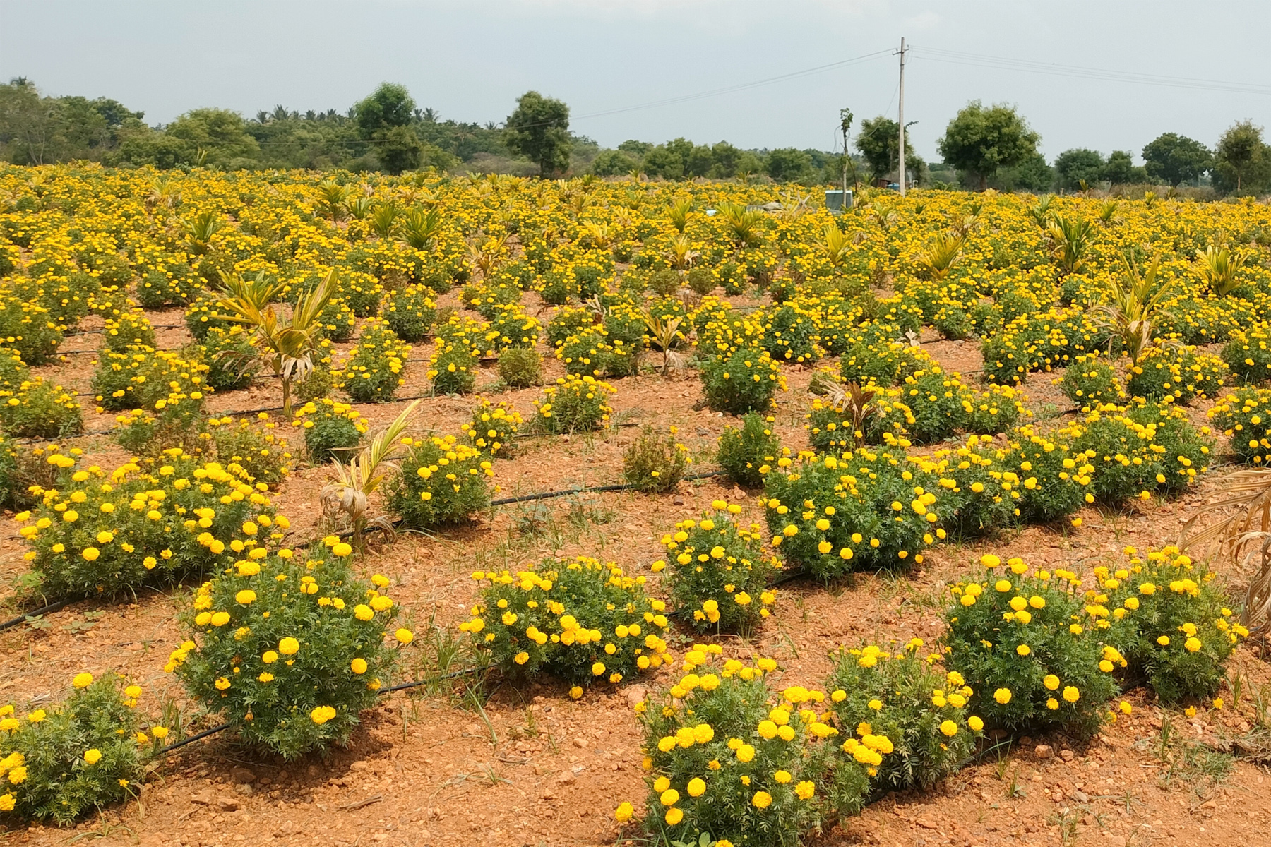 ಲಕ್ಷ್ಮೇಶ್ವರದ ರೈತ ಶಿವನಗೌಡ ಪಾಟೀಲರ ಚಂಡು ಹೂವಿನ ಹೊಲ