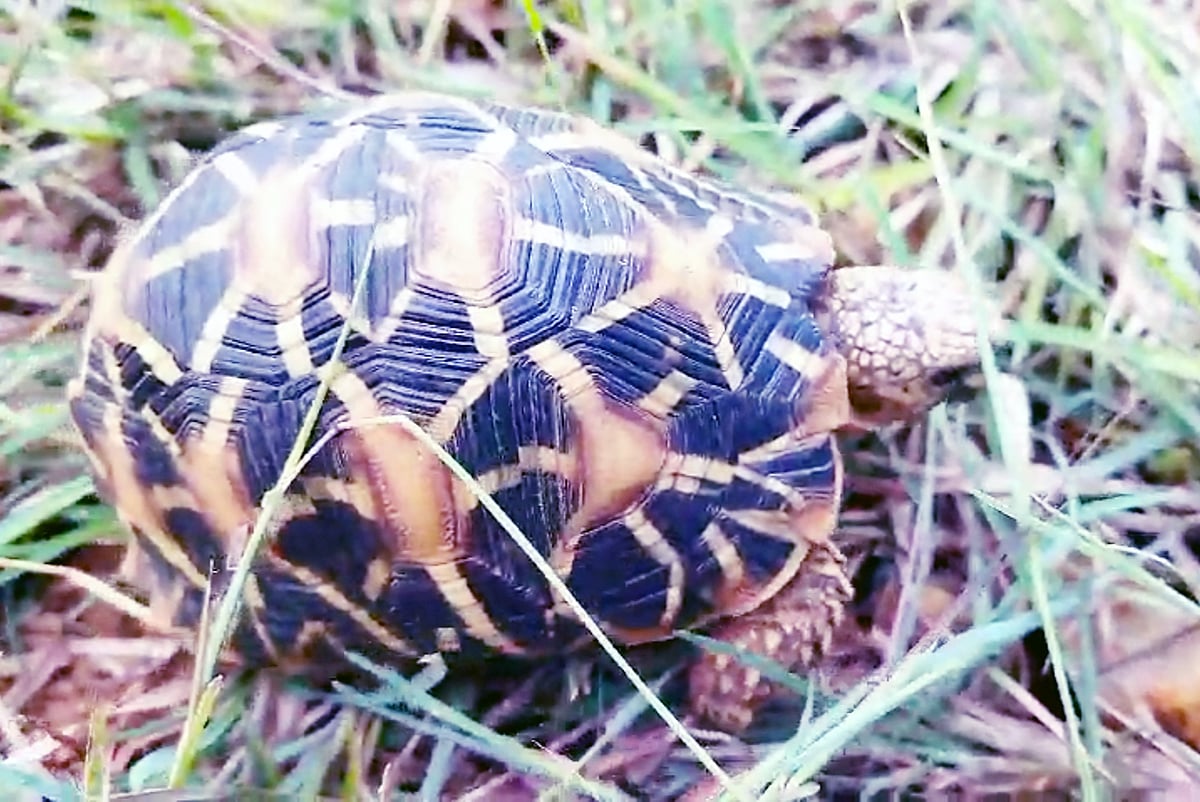 World Turtle Day | ಉಳಿಸಬೇಕಿದೆ ಆಮೆಗಳ ಆವಾಸ