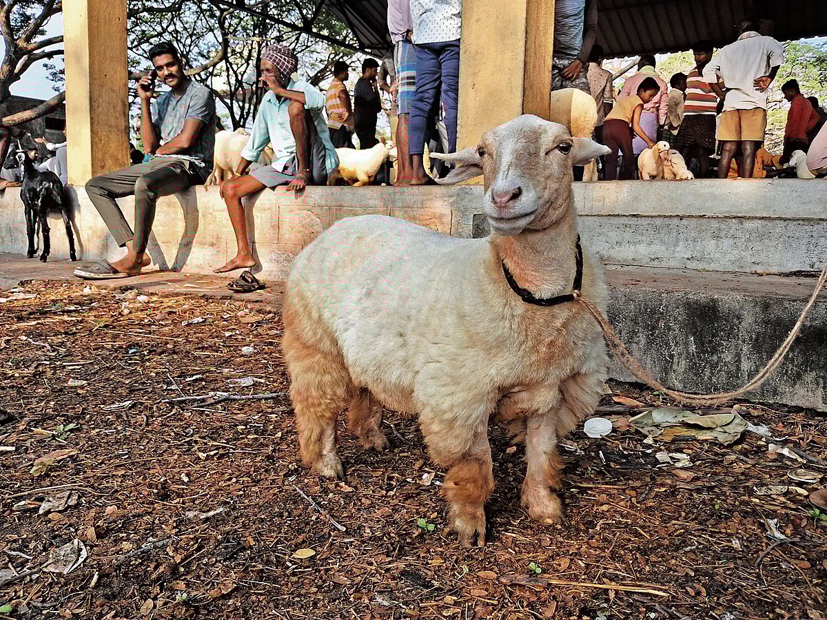 ಬಲು ರುಚಿ ಬಂಡೂರು ಕುರಿ.. ಬಂಡೂರಿನಲ್ಲೇ ಇಲ್ಲ ಮಟನ್‌ ಸ್ಟಾಲ್‌!