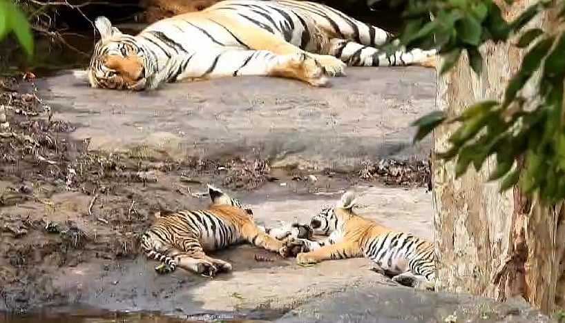 ಗುಂಡ್ಲುಪೇಟೆ: ಹುಲಿ ತನ್ನ ಮರಿಗಳ ಜೊತೆ ನಿದ್ರೆ