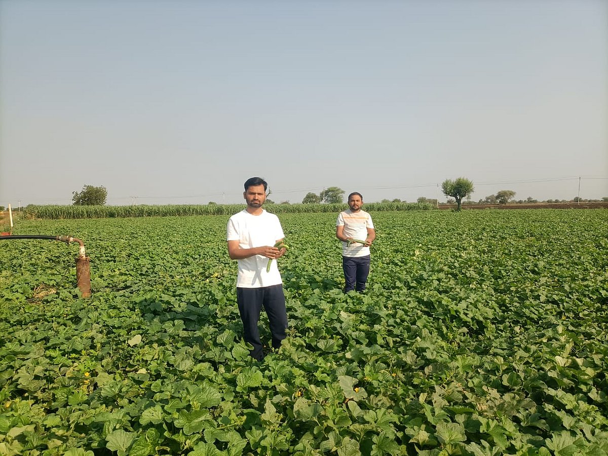 ಖಟಕಚಿಂಚೋಳಿ | ಸೌತೆಕಾಯಿ ಬೆಳೆ: ಅಧಿಕ ಲಾಭದ ನಿರೀಕ್ಷೆ
