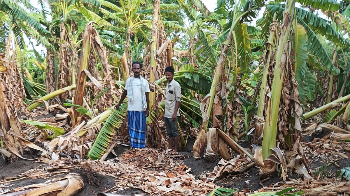 ಭಾರಿ ಗಾಳಿ: ಬಾಳೆತೋಟಗಳಿಗೆ ಹಾನಿ