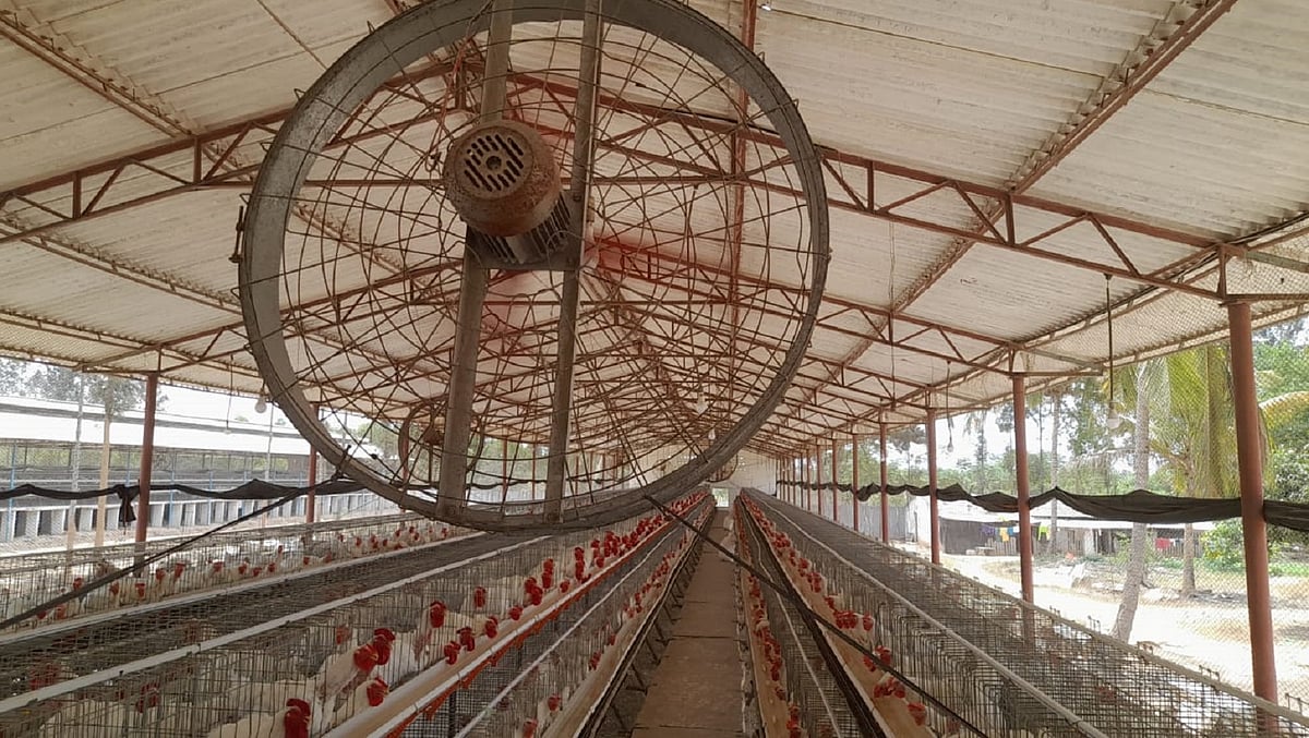 ಬಿರು ಬಿಸಿಲು; ಸಾವಿರಾರು ಕೋಳಿ ಸಾವು