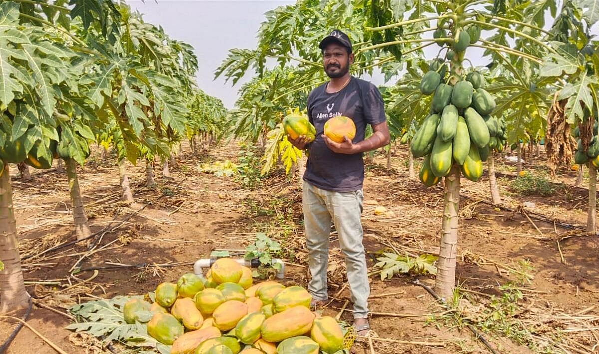 ಮಾನ್ವಿ: ಹತ್ತಿ, ತೊಗರಿ ನೆಲದಲ್ಲಿ ಪಪ್ಪಾಯಿ ಕೃಷಿ
