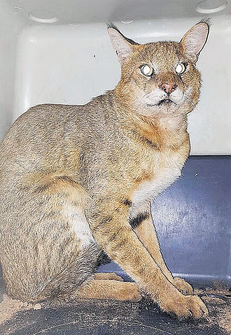 ನಾಗ್ಪುರ: ಪೆಂಚ್ ಹುಲಿ ರಕ್ಷಿತಾರಣ್ಯದಲ್ಲಿ ಕಾಣಿಸಿಕೊಂಡ ಕಾಡು ಬೆಕ್ಕು