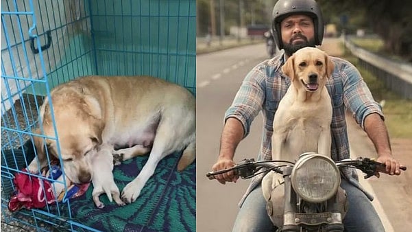 6 ಮರಿಗಳಿಗೆ ಜನ್ಮ ನೀಡಿದ '‌777 ಚಾರ್ಲಿ’: ಸಂತಸ ಹಂಚಿಕೊಂಡ ರಕ್ಷಿತ್ ಶೆಟ್ಟಿ