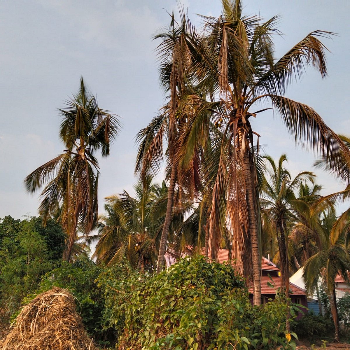 ಮಂಡ್ಯ: ನೀರಿಲ್ಲದೆ ಒಣಗಿದೆ ಕಲ್ಪವೃಕ್ಷ, ರೈತರ ಆರ್ಥಿಕ ಶಕ್ತಿಗೆ ಹೊಡೆತ
