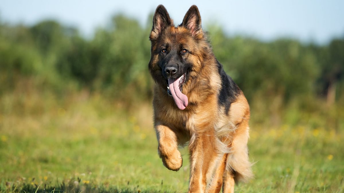 ಅಮೆರಿಕಕ್ಕೆ ಕೊಂಡೊಯ್ಯುವ ನಾಯಿಗಳಿಗೆ ಮೈಕ್ರೊಚಿಪ್‌ ಕಡ್ಡಾಯ