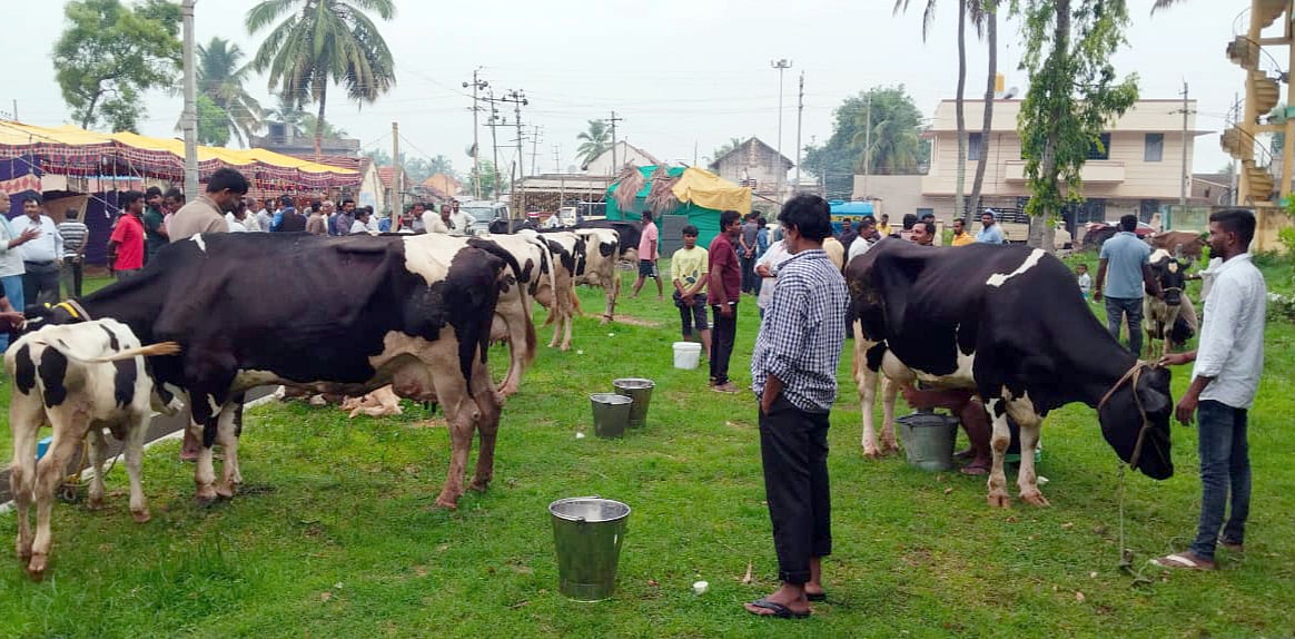 ಹಾಲಿನ ಬಾಕಿ ₹622 ಕೋಟಿ: ಸಂಕಷ್ಟದಲ್ಲಿ ಹೈನುಗಾರರು