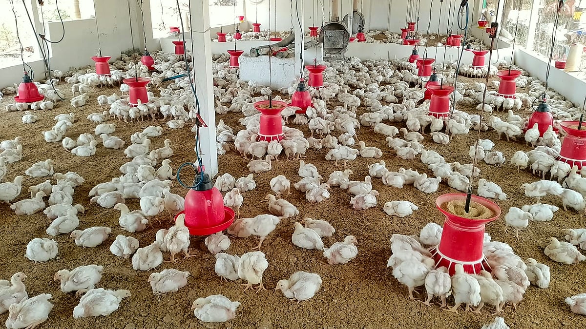 ಬೀಳಗಿ: ಬಿಸಿಲಿಗೆ ಝಳಕ್ಕೆ ತತ್ತರಿಸಿದ ಕುಕ್ಕುಟೋದ್ಯಮ