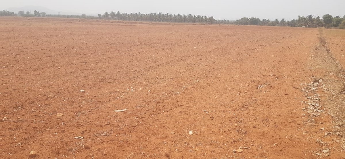 ‘ಸಿರಿಧಾನ್ಯ ಕಣಜ’ ಹೊಸದುರ್ಗದಲ್ಲಿ ಮಳೆ ಅಭಾವ: ಸಂಕಷ್ಟದಲ್ಲಿ ಬೆಳೆಗಾರರು