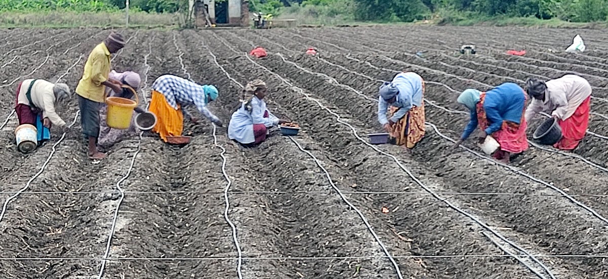 ಯಳಂದೂರು | ಮುಂಗಾರು ಹಂಗಾಮು: ಅರಿಶಿನ ಬಿತ್ತನೆ ಚುರುಕು