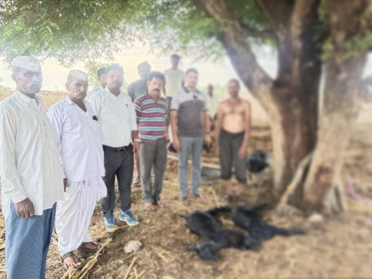 ವಿಜಯಪುರ | ಸಿಡಿಲಿಗೆ ಎರಡು ಆಡು ಸಾವು