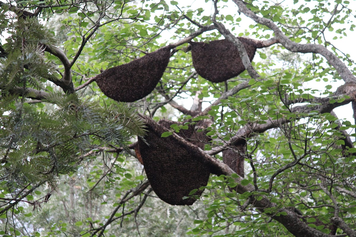 ಯಳಂದೂರು: ಹೂಗಳ ಅತಿಥಿ ಜೇನ್ನೊಣಗಳ ಆವಾಸಕ್ಕೆ ಕುತ್ತು!