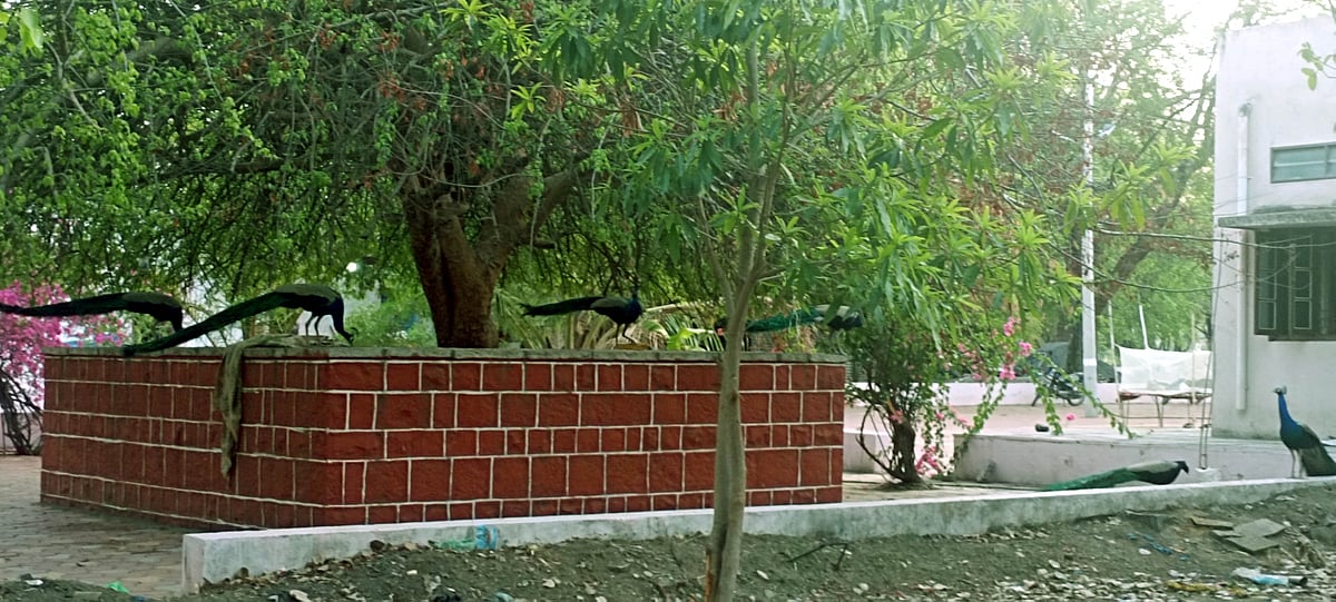 ಹೊರ್ತಿ: ಪ್ರವಾಸಿಗರನ್ನು ಆಕರ್ಷಿಸುವ ಇಂಚಗೇರಿಯ ನವಿಲುಗಳು