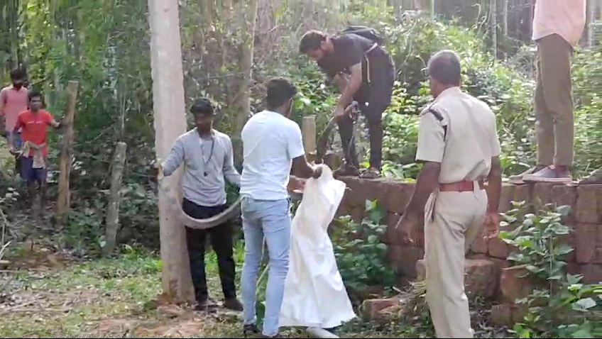 ಯಲ್ಲಾಪುರ ತಾಲ್ಲೂಕಿನ ಕನಕನಹಳ್ಳಿಯಲ್ಲಿಉರಗ ತಜ್ಞ ಸೂರಜ್ ಶೆಟ್ಟಿ ಅರಬೈಲ್ ಕಾಳಿಂಗ ಸರ್ಪ ಸೆರೆ ಹಿಡಿದರು