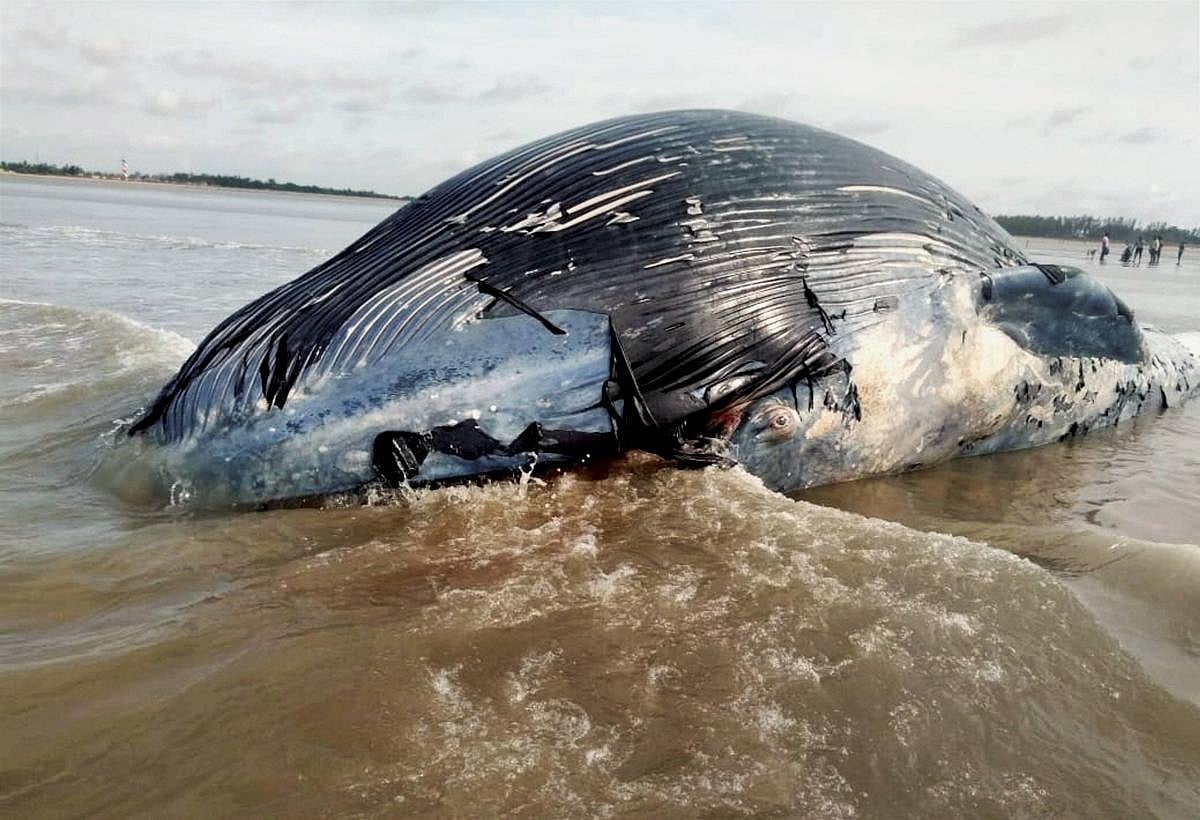 ಮಹಾರಾಷ್ಟ್ರ: 100 ಅಡಿ ಉದ್ದದ ಮೃತ ತಿಮಿಂಗಿಲ ಪತ್ತೆ