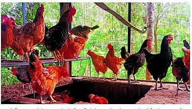 ಸಿದ್ದಾಪುರ: ಕೆಲಸ ತೊರೆದು ಊರಿಗೆ ಬಂದು ಕುಕ್ಕುಟೋದ್ಯಮದಲ್ಲಿ ಯಶಸ್ಸು ಕಂಡ ಸುದೀಶ್