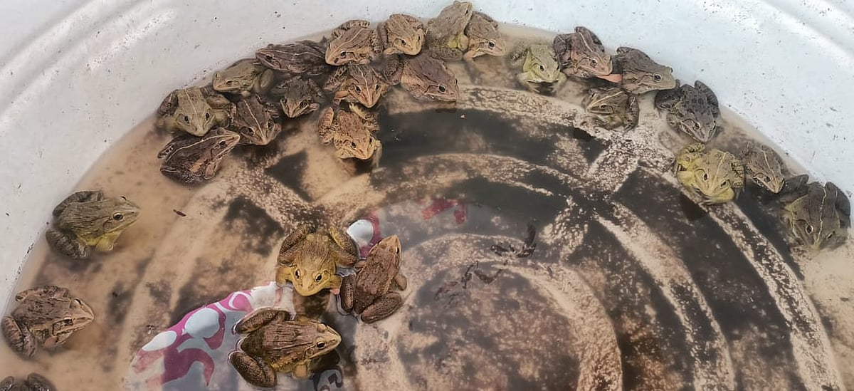 ಗೋವಾಕ್ಕೆ ಅಕ್ರಮವಾಗಿ ಕಪ್ಪೆಗಳ ಸಾಗಣೆ: 41 ಕಪ್ಪೆ ರಕ್ಷಣೆ