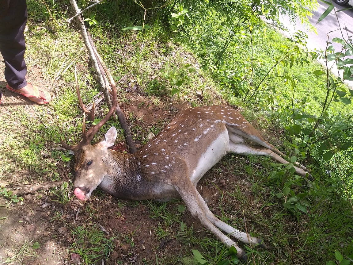 ಆನೆಕಾಡು | ವಾಹನ ಡಿಕ್ಕಿ: ಜಿಂಕೆ ಸಾವು