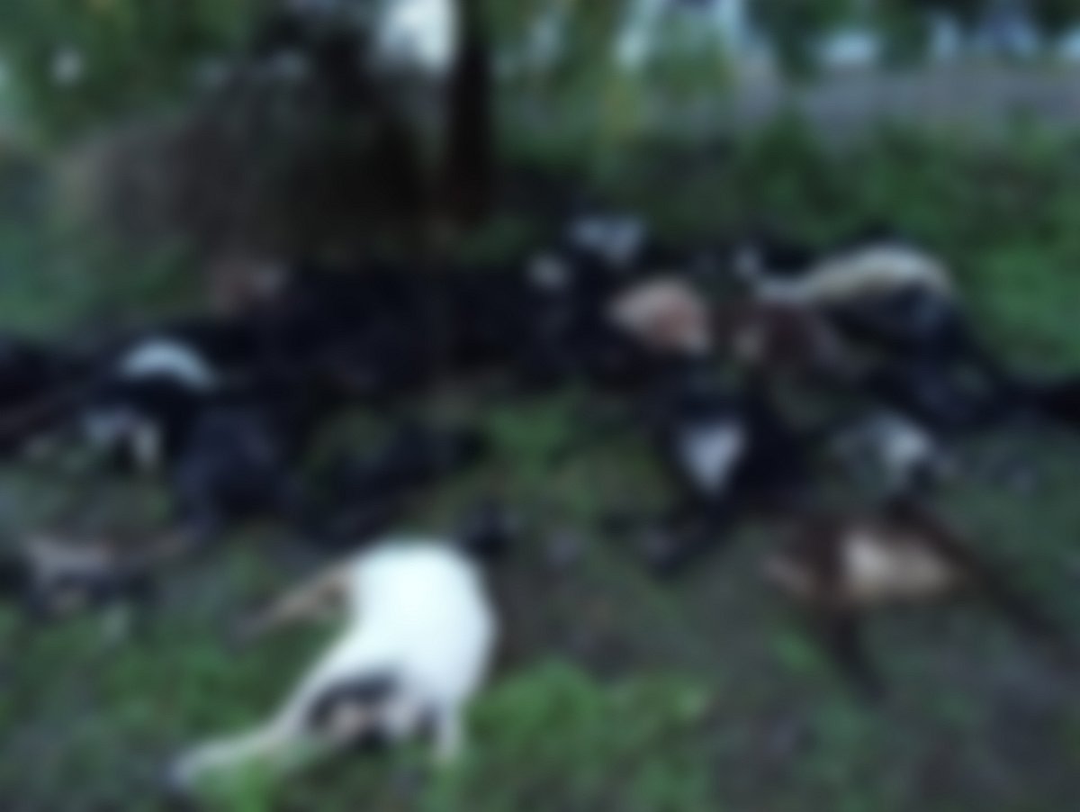 ಭಾಲ್ಕಿ: ಸಿಡಿಲು ಬಡಿದು 27 ಆಡು, 4 ಕುರಿ ಸಾವು