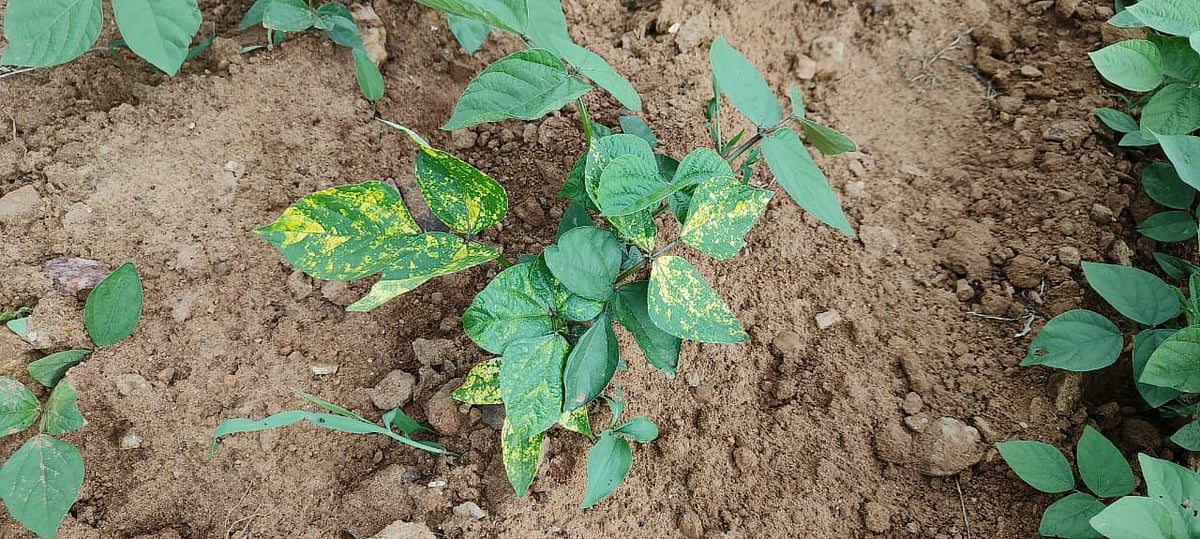 ಹೊಸದುರ್ಗ | ಹೆಸರು ಬೆಳೆಗೆ ಹಳದಿ ರೋಗ: ರೈತ ಕಂಗಾಲು