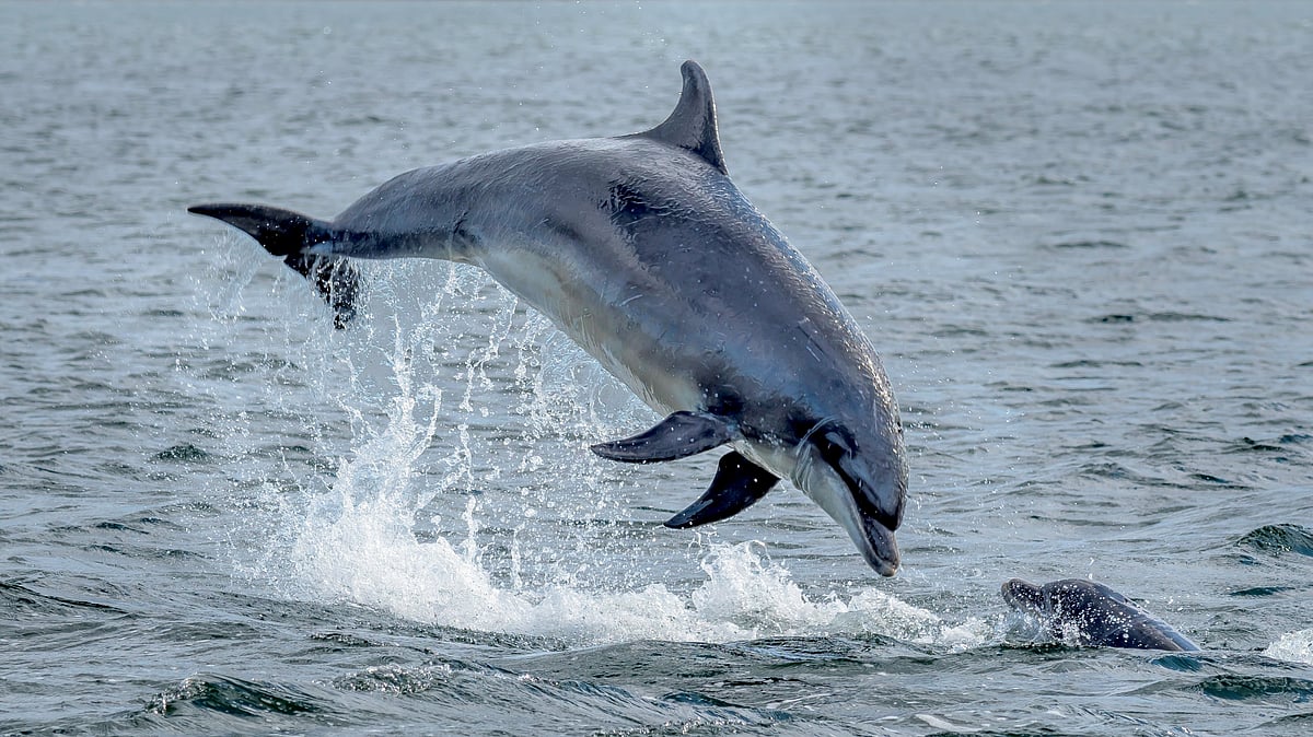 ಪ್ರವಾಸ: ಡಾಲ್ಫಿನ್‌ ಸಫಾರಿಯ ಧ್ಯಾನದಲ್ಲಿ..