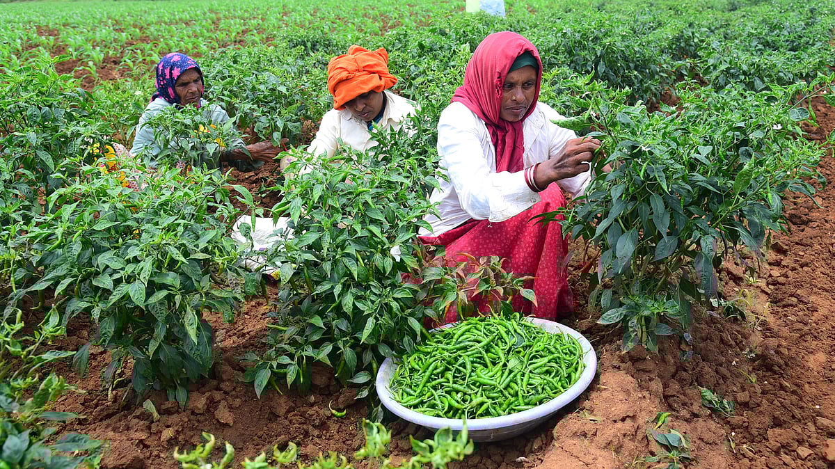 ಹಾವೇರಿ | ರೈತರ ಬದುಕಿಗೆ ‘ಸಿಹಿ’ ತಂದ ಮೆಣಸಿನಕಾಯಿ