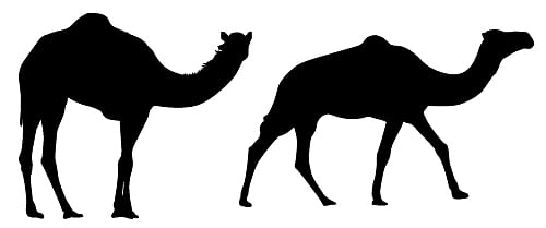 ಕರಾಚಿ: ಮೇವು ಅರಸಿ ಜಮೀನಿಗೆ ಪ್ರವೇಶಿಸಿದ್ದ ಒಂಟೆಯ ಕಾಲು ಕತ್ತರಿಸಿದ ಭೂಮಾಲೀಕ!