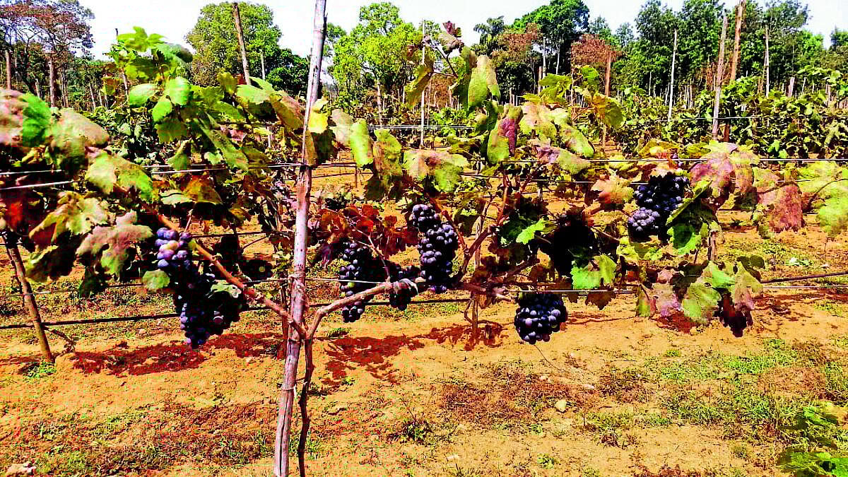 ಹವಾಮಾನ ವೈಪರೀತ್ಯದಿಂದ ವೈನ್ ದ್ರಾಕ್ಷಿಗೆ ಹೊಡೆತ: ತಗ್ಗಿದ ಇಳುವರಿ, ಆದಾಯವೂ ಕುಸಿತ