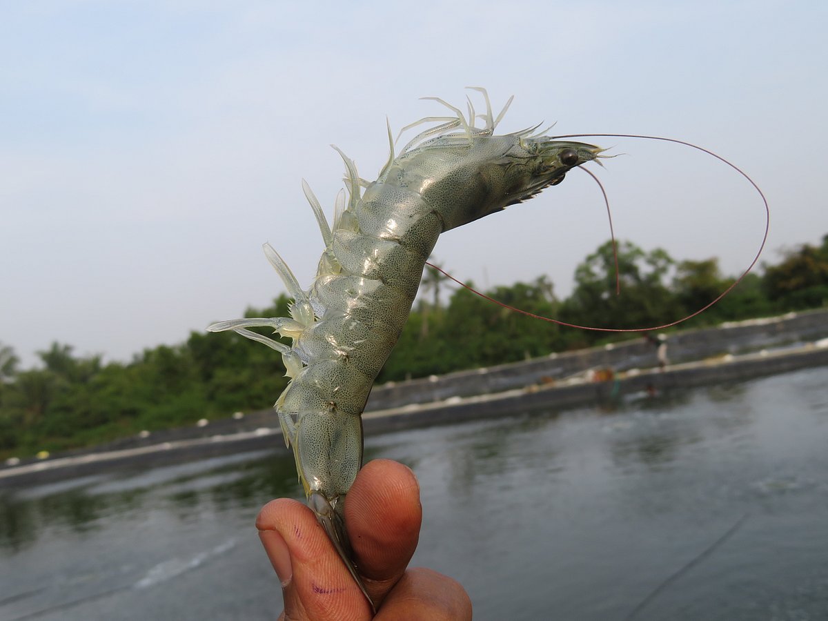 ಸಾಗರೋತ್ಪನ್ನ ರಫ್ತು ದಾಖಲೆ: ₹60,523 ಕೋಟಿ ಮೌಲ್ಯದ ಉತ್ಪನ್ನ ರವಾನೆ