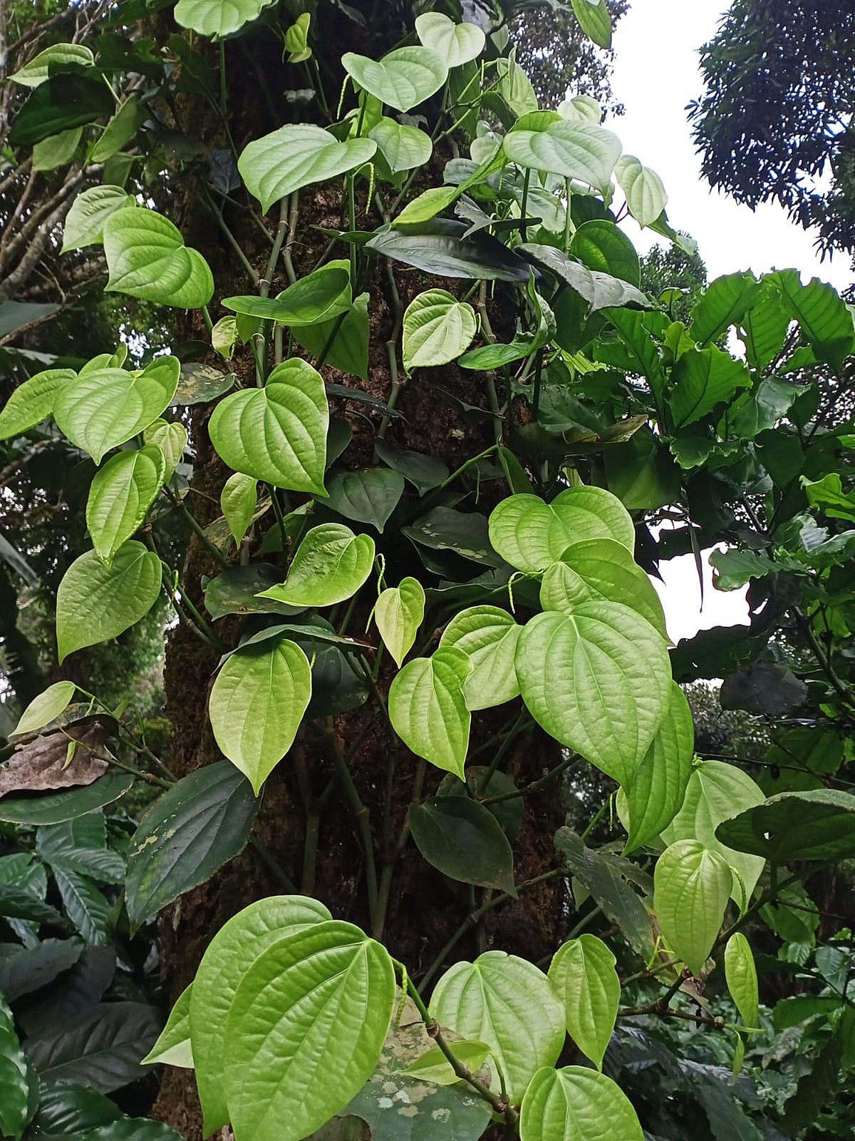 ನಾಪೋಕ್ಲು: ‘ಕಪ್ಪು ಬಂಗಾರ’ದತ್ತ ರೈತರ ಚಿತ್ತ...