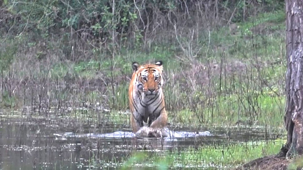 ಬಂಡೀಪುರದಲ್ಲಿ ಚಿಗುರಿದ ಹಸಿರು; ಹೆಚ್ಚಾಗಿ ಕಾಣಸಿಗುತ್ತಿವೆ ಹುಲಿ, ಚಿರತೆ, ಆನೆ