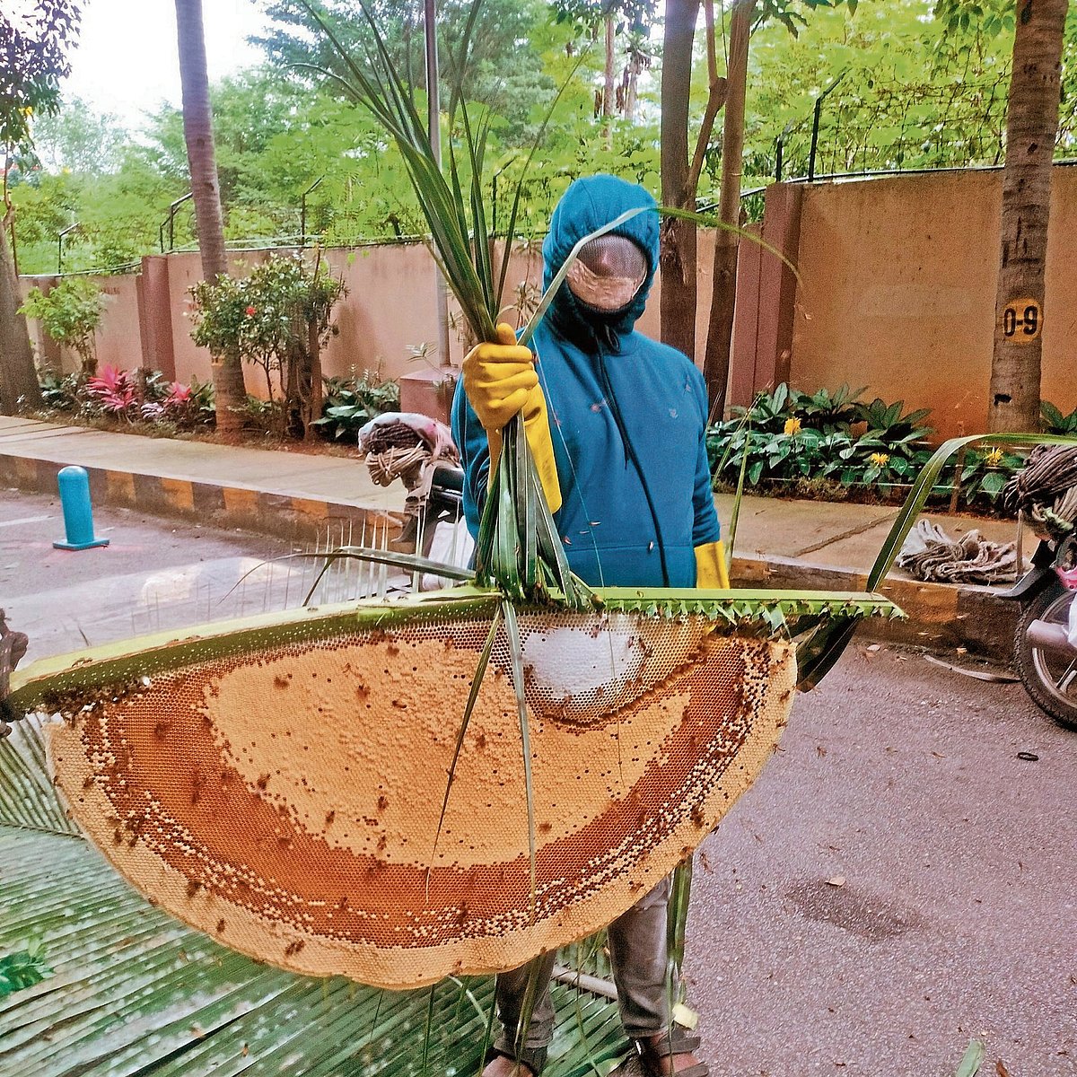 ಜೇನುನೊಣಗಳ ರಕ್ಷಕ ವೆಂಕಟೇಶ್‌..