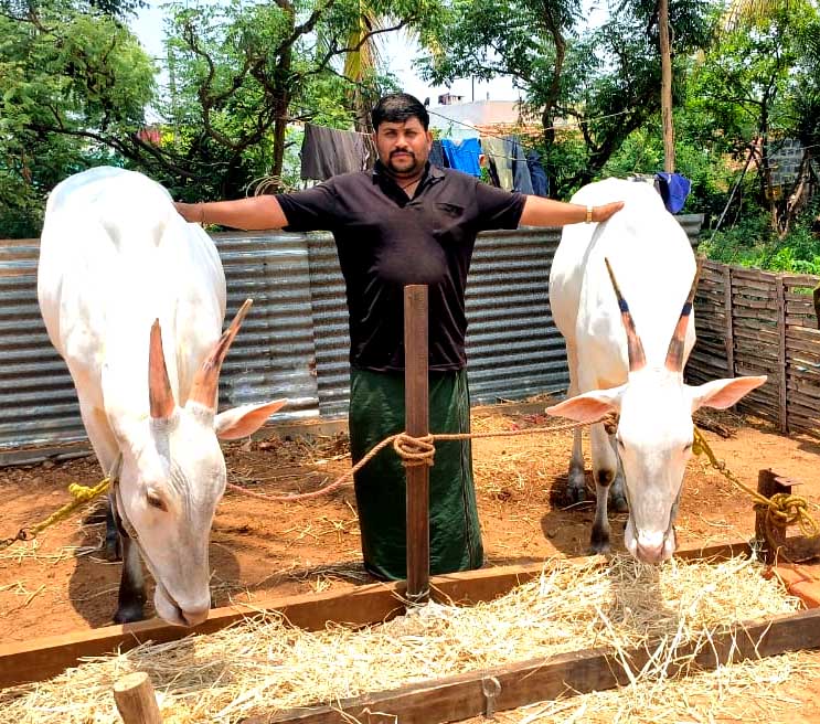 ಬಸವಾಪಟ್ಟಣ ಸಮೀಪದ ಅನಂತನಹಳ್ಳಿ ಗ್ರಾಮದ ರೈತ ರವಿಚಂದ್ರ ಸಾಕಿರುವ ಎತ್ತುಗಳು