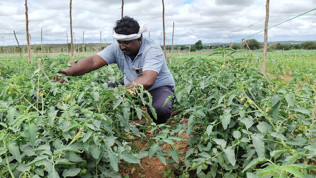 ಹಾವೇರಿ | ತೋಟಗಾರಿಕೆ ಪ್ರದೇಶ ಹೆಚ್ಚಳ; ರೈತರಿಗೆ ₹76.22 ಕೋಟಿ ವಿಮೆ ಹಣ