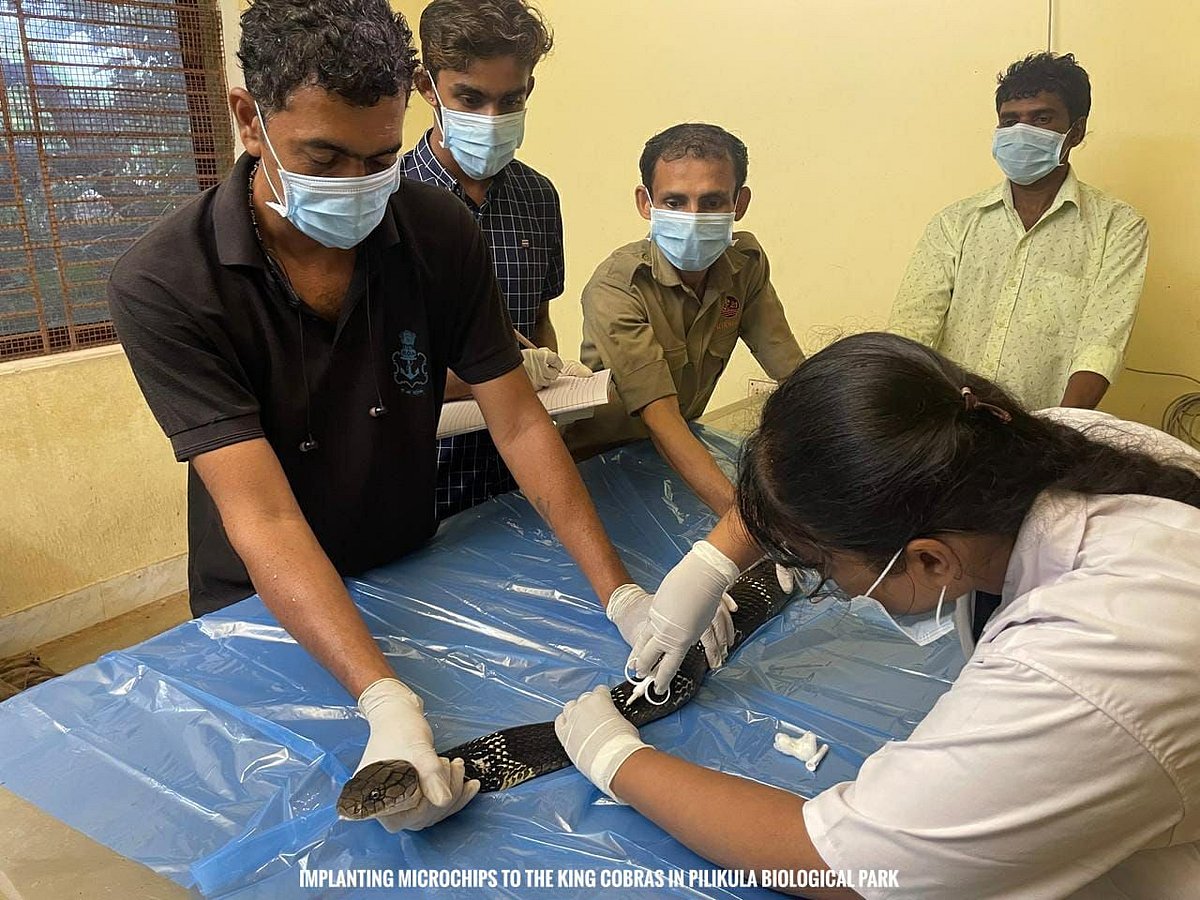 ಕಾಳಿಂಗ ಸರ್ಪಗಳಿಗೆ ಮೈಕ್ರೊ ಚಿಪ್‌ ಅಳವಡಿಕೆ