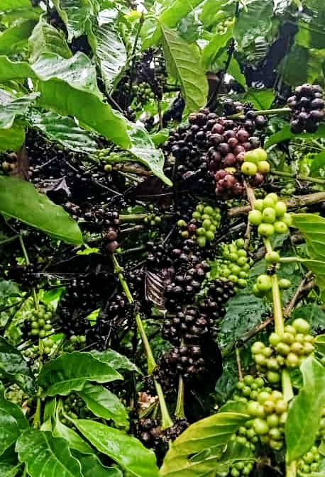 ಅತಿಯಾದ ಮಳೆಯ ತೇವಾಂಶದಿಂದ ಕೊಳೆರೋಗ ಕಾಣಿಸಿಕೊಂಡಿರುವ ರೋಬೊಸ್ಟ ಕಾಫಿ ಗಿಡ