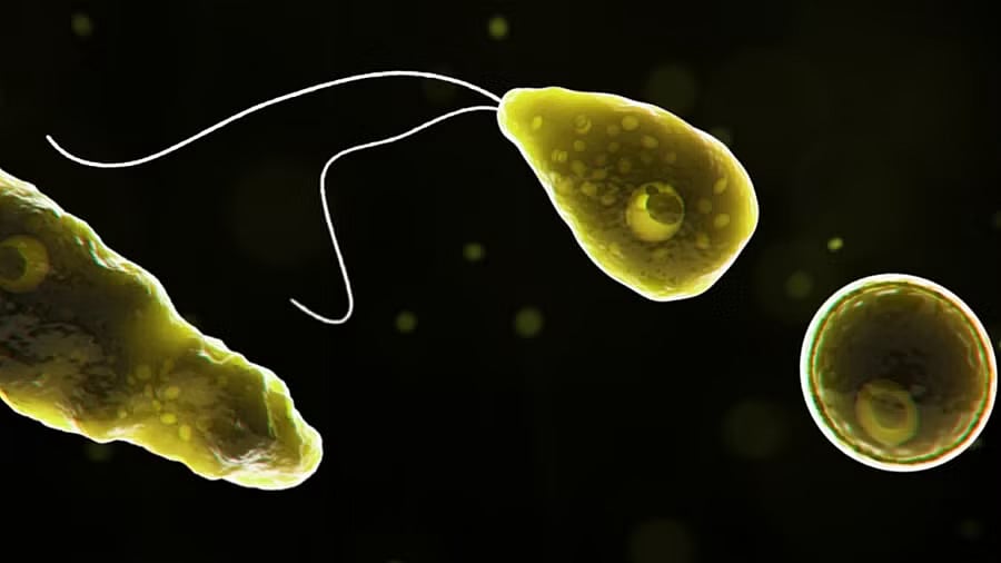 ಕೇರಳ | 'ಮಿದುಳು ತಿನ್ನುವ ಅಮೀಬಾ' ಸೋಂಕಿನ 4ನೇ ಪ್ರಕರಣ ಪತ್ತೆ